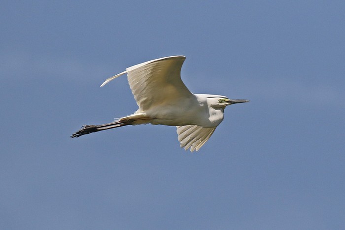 Great White Egret
