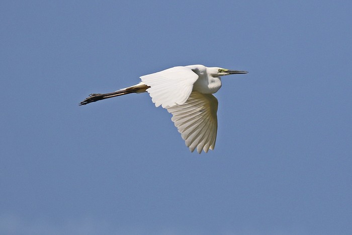 Great White Egret
