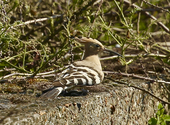 Hoopoe