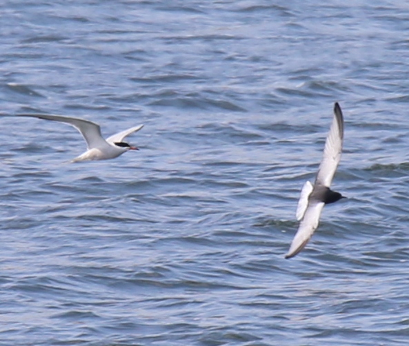 White-winged Black Tern