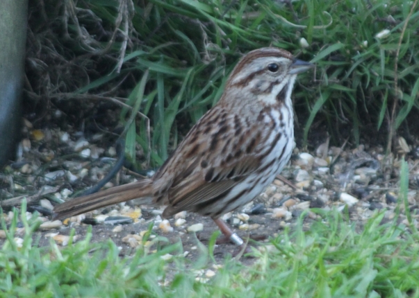 Song Sparrow