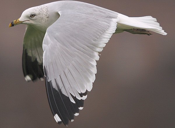 Ring-billed Gull