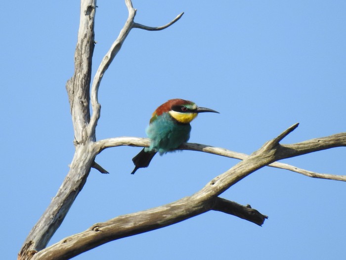 Bee-eater