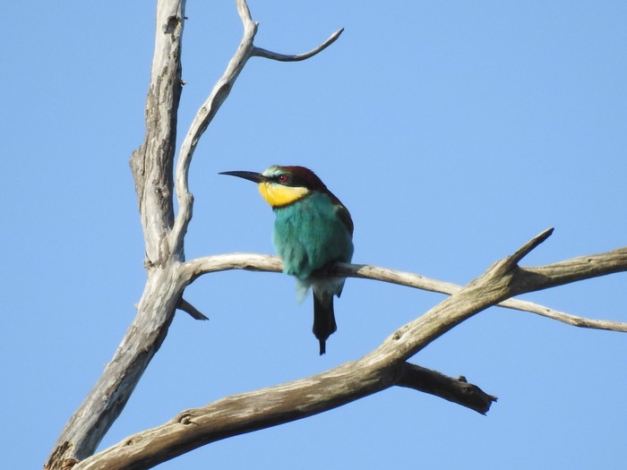 Bee-eater