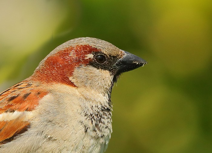 House Sparrow