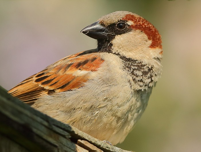 House Sparrow