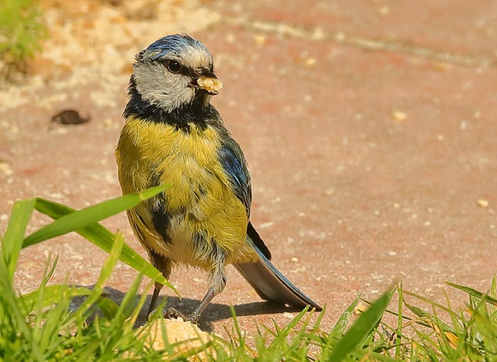 Blue Tit