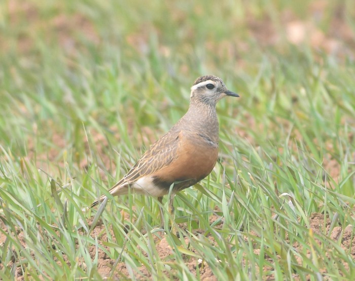 Dotterel 