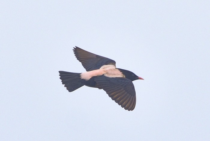 Rose-coloured Starling