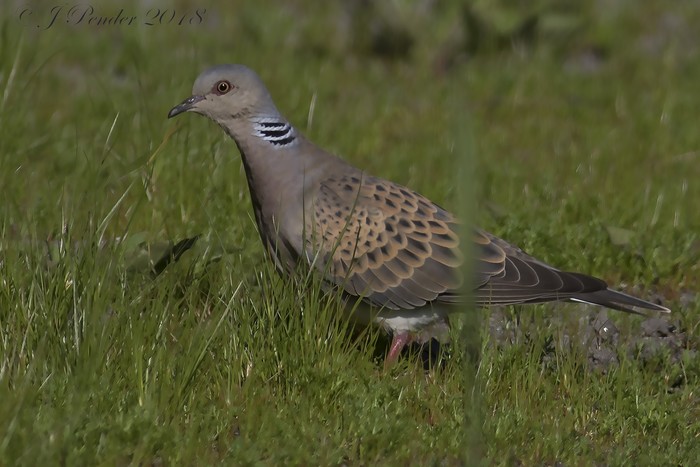 Turtle Dove