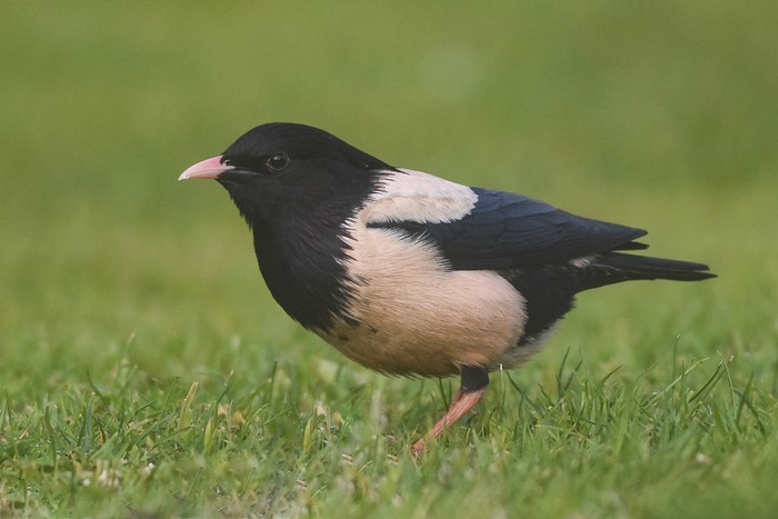 Rose-coloured Starling