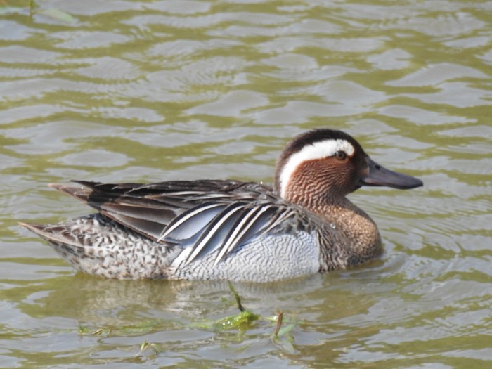 Garganey