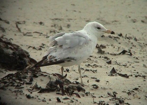 Ring-billed Gull