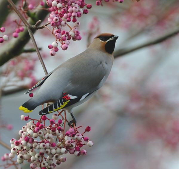 Waxwing