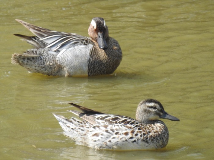 Garganey
