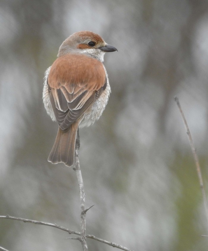 Red-backed Shrike