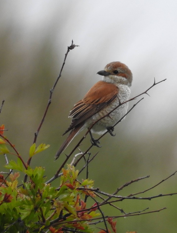 Red-backed Shrike