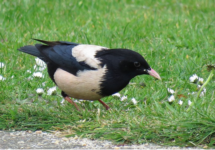 Rose-coloured Starling