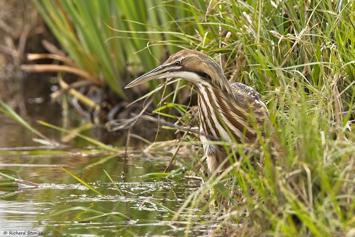 American Bittern