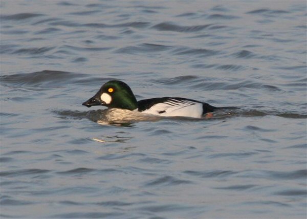 Goldeneye