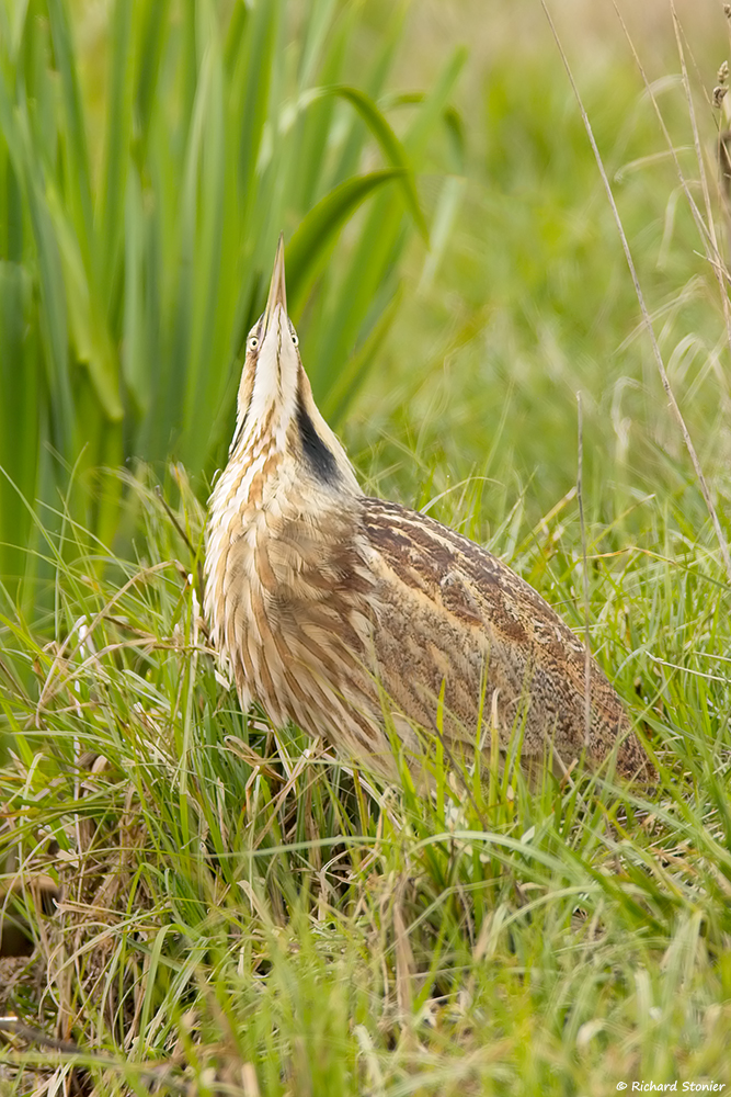 American Bittern