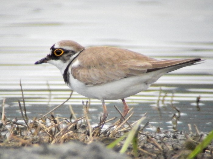 Little Ringed Plover