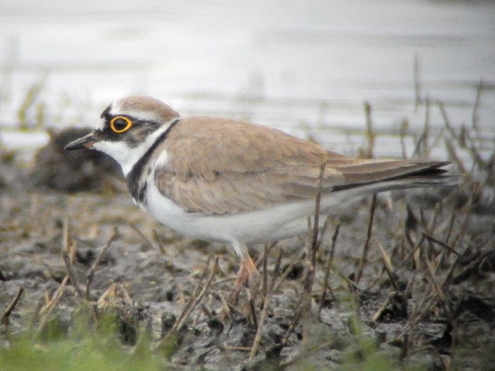Little Ringed Plover