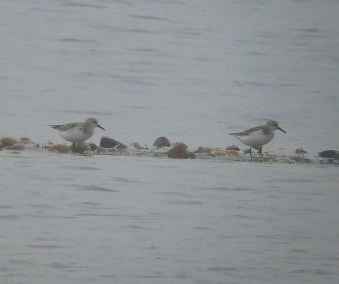 Sanderling