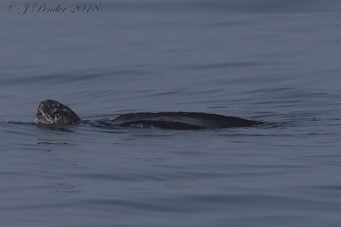 Leatherback Turtle