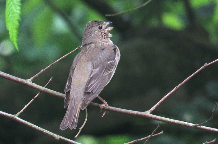Common Rosefinch