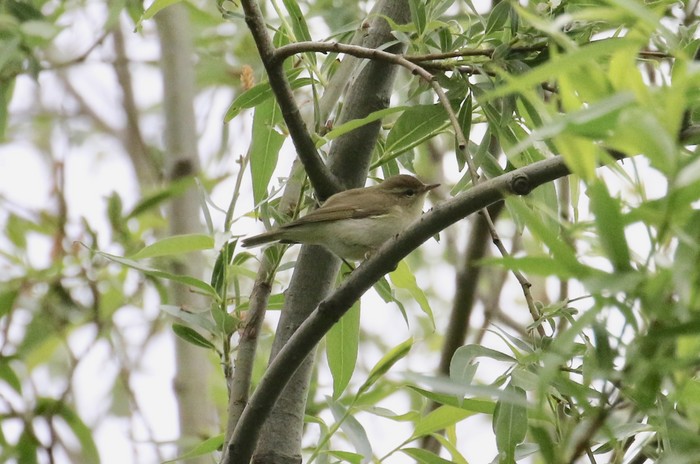 Greenish Warbler