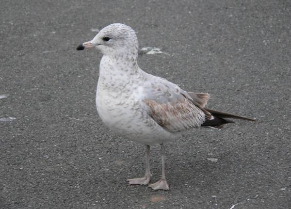 Ring-billed Gull