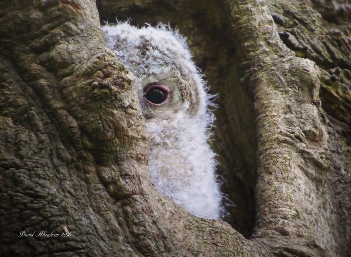 Tawny Owl