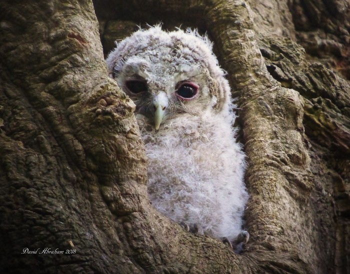 Tawny Owl