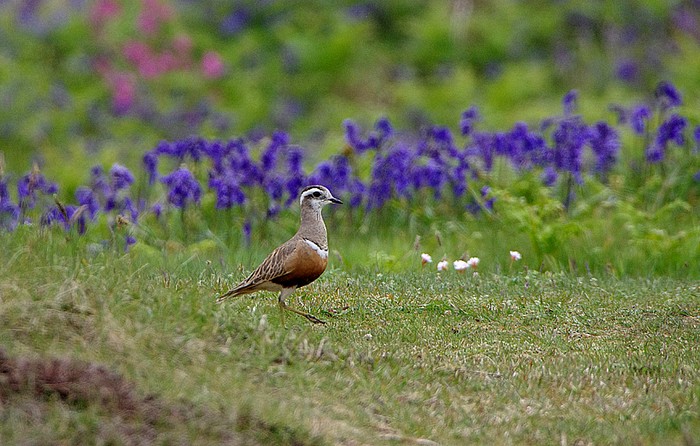 Dotterel