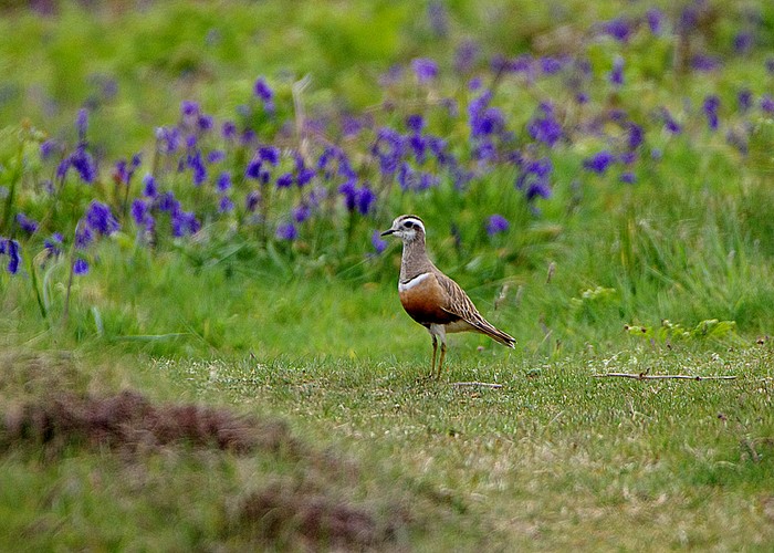 Dotterel