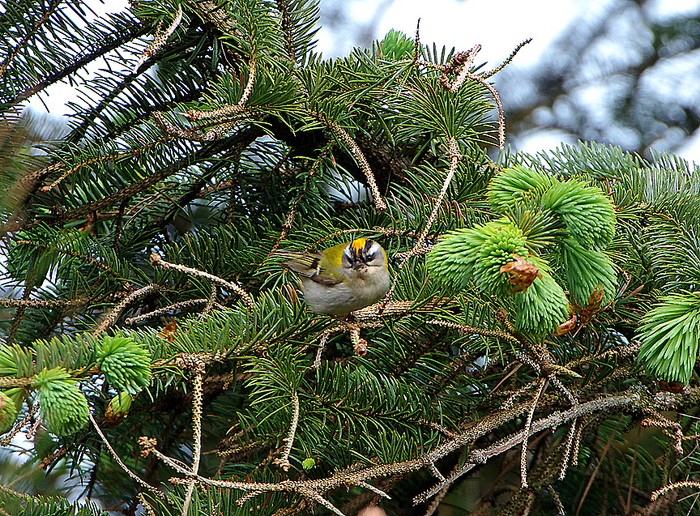 Firecrest