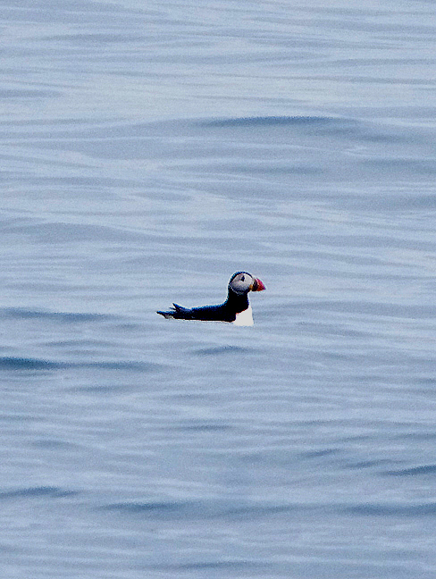 Puffin