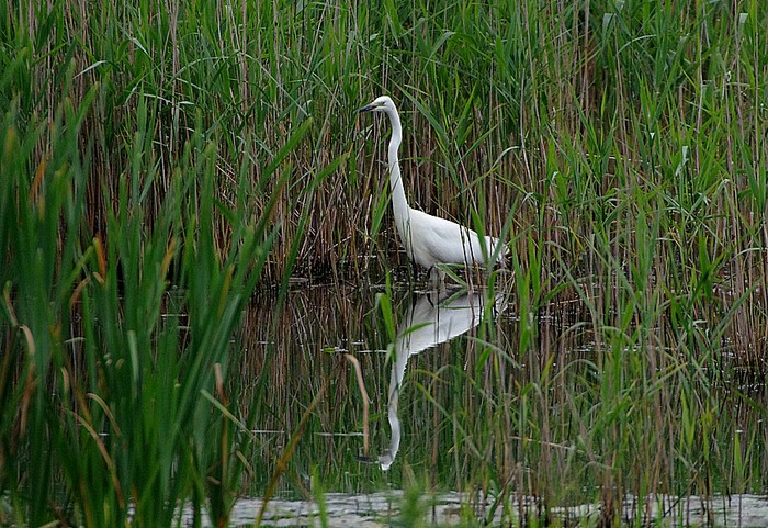Great White Egret