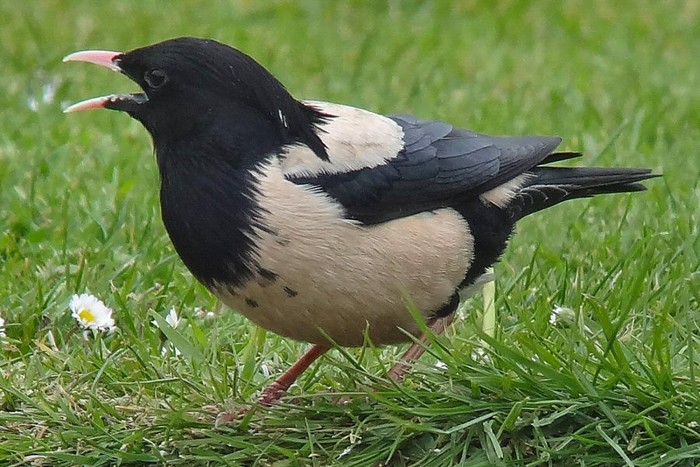 Rose-coloured Starling