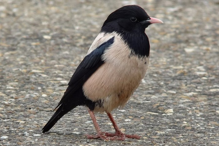 Rose-coloured Starling