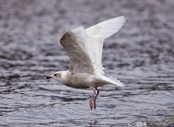 Iceland Gull