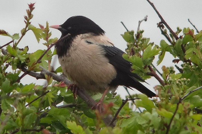 Rose-coloured Starling