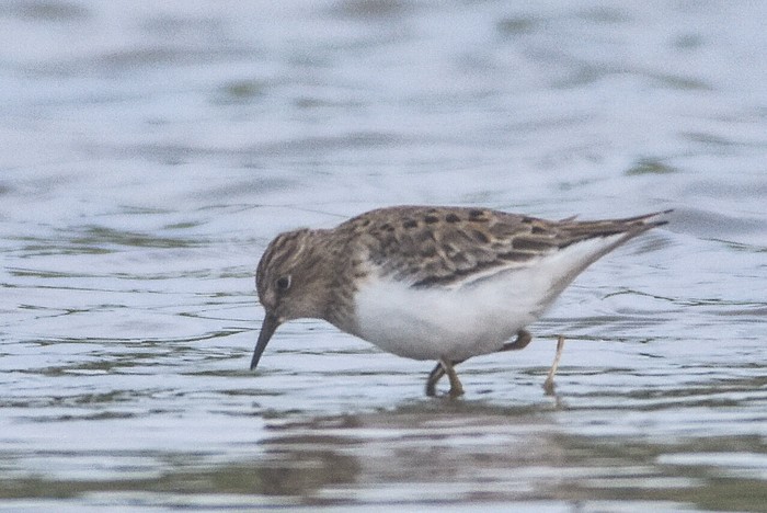 Temminck's Stint