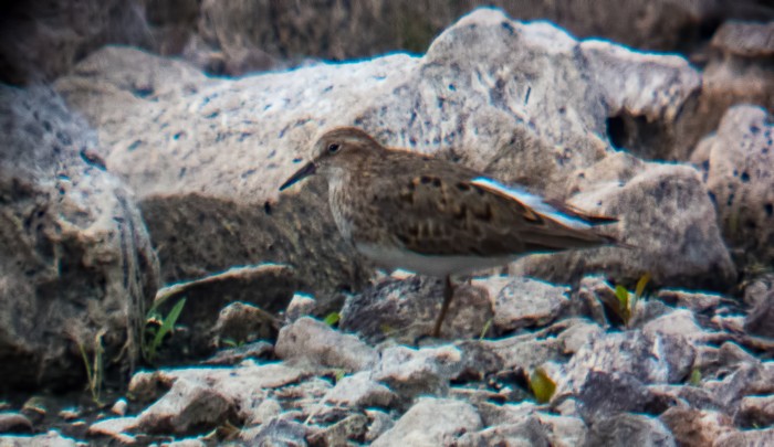 Temminck's Stint