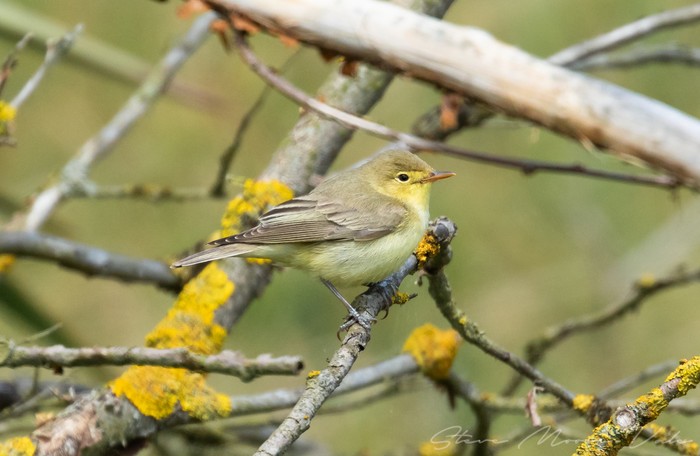 Icterine Warbler