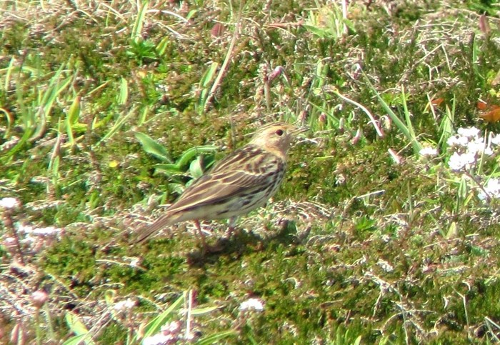 Red-throated Pipit