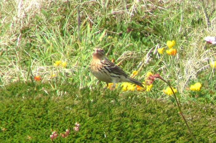 Red-throated Pipit