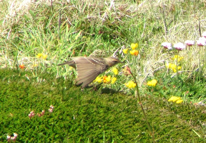 Red-throated Pipit