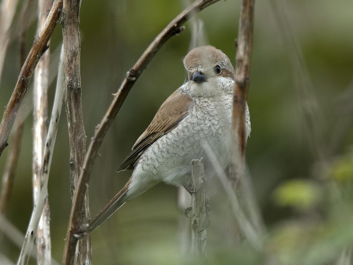 Red-backed Shrike